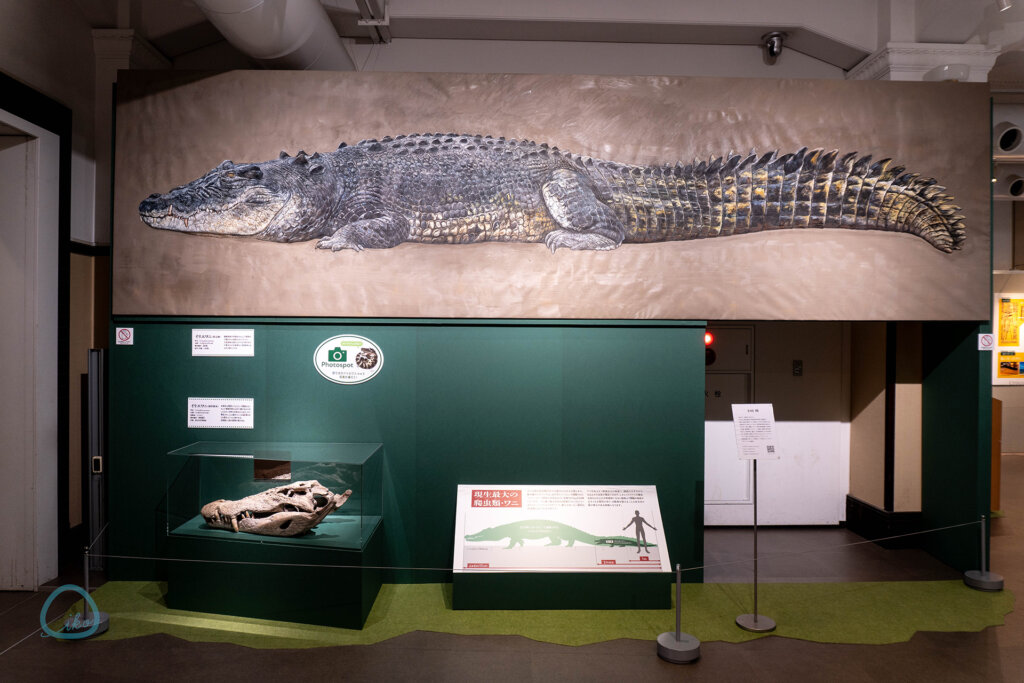 国立科学博物館　企画展　ワニ　標本　イラスト