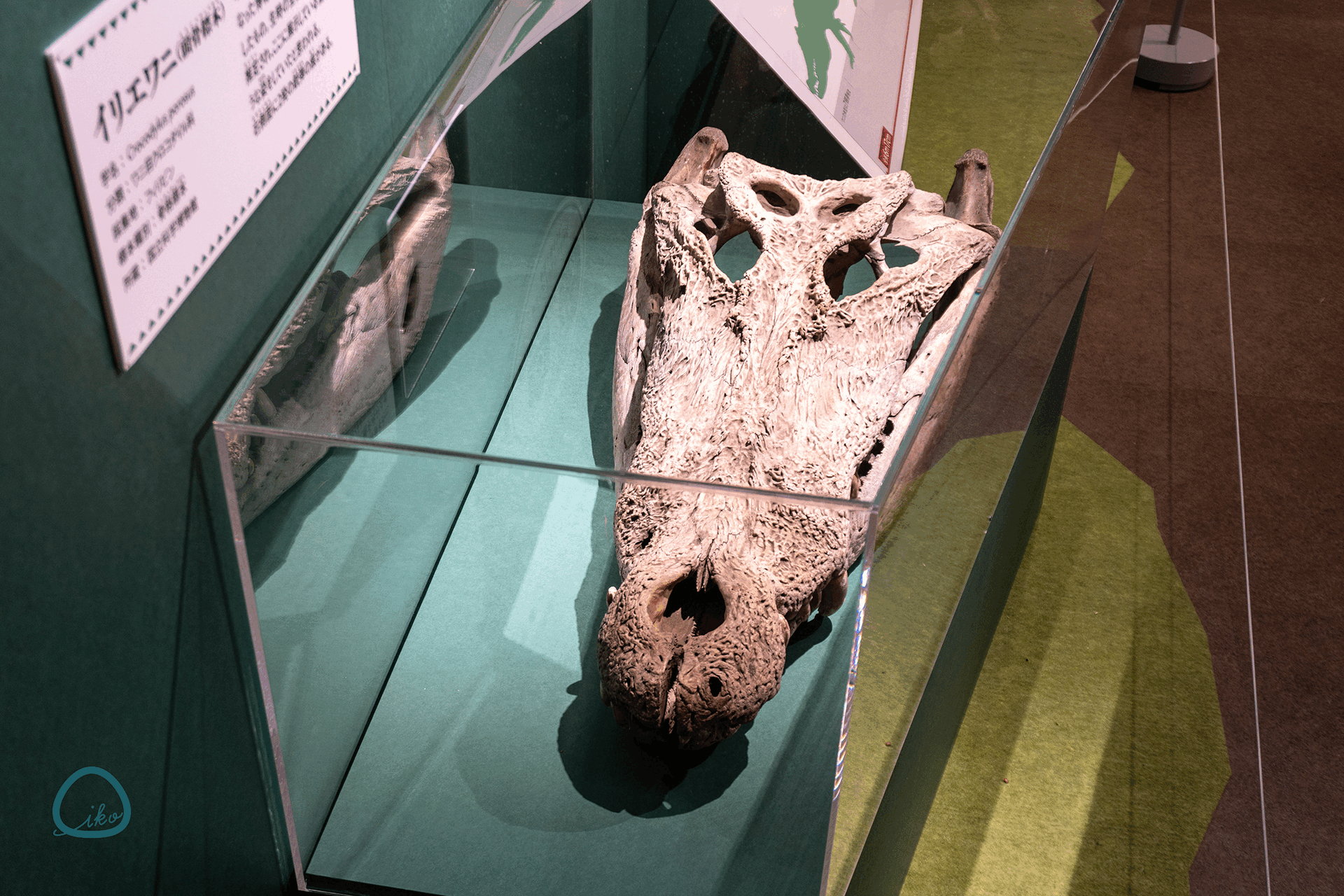 国立科学博物館　企画展　ワニ　頭骨標本