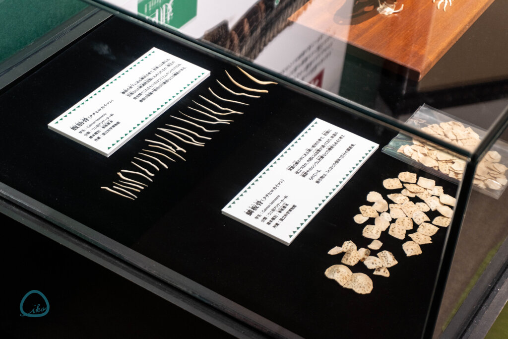 国立科学博物館　企画展　ワニ　骨格の一部