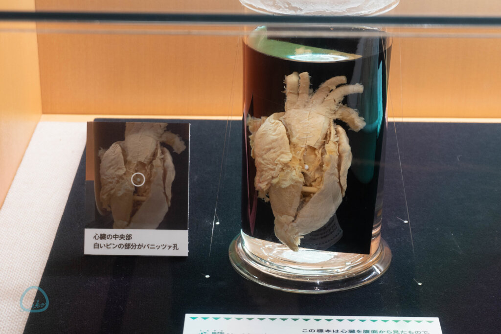 国立科学博物館　企画展　ワニ　心臓