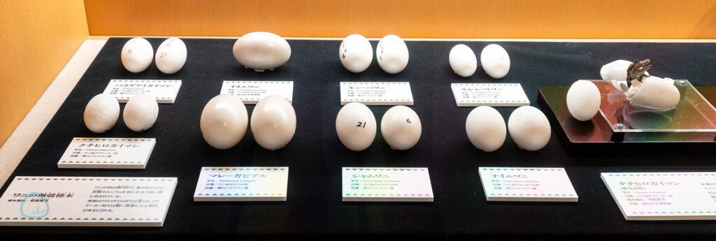 国立科学博物館　企画展　ワニ　卵