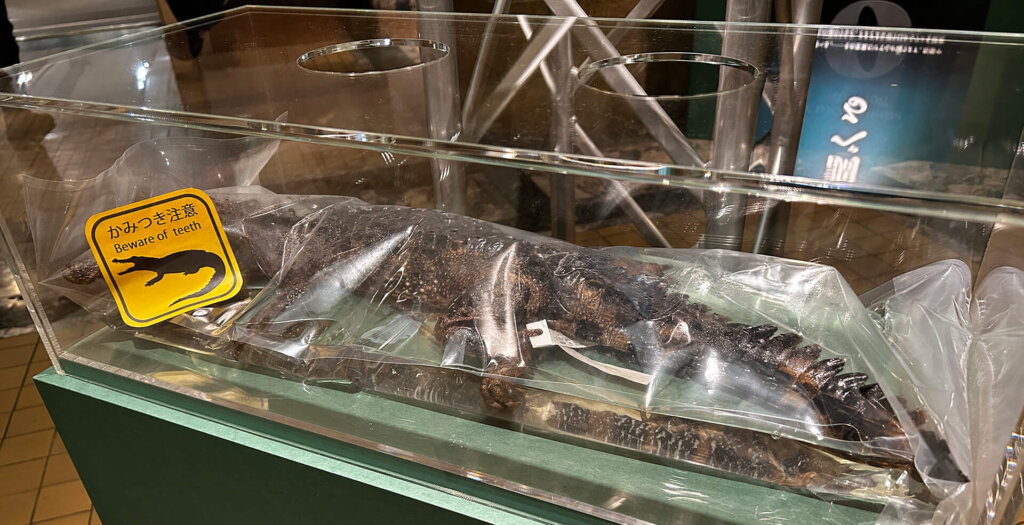 国立科学博物館　企画展　ワニ　標本