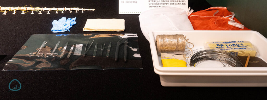 国立科学博物館　企画展　ワニ　標本製作器具