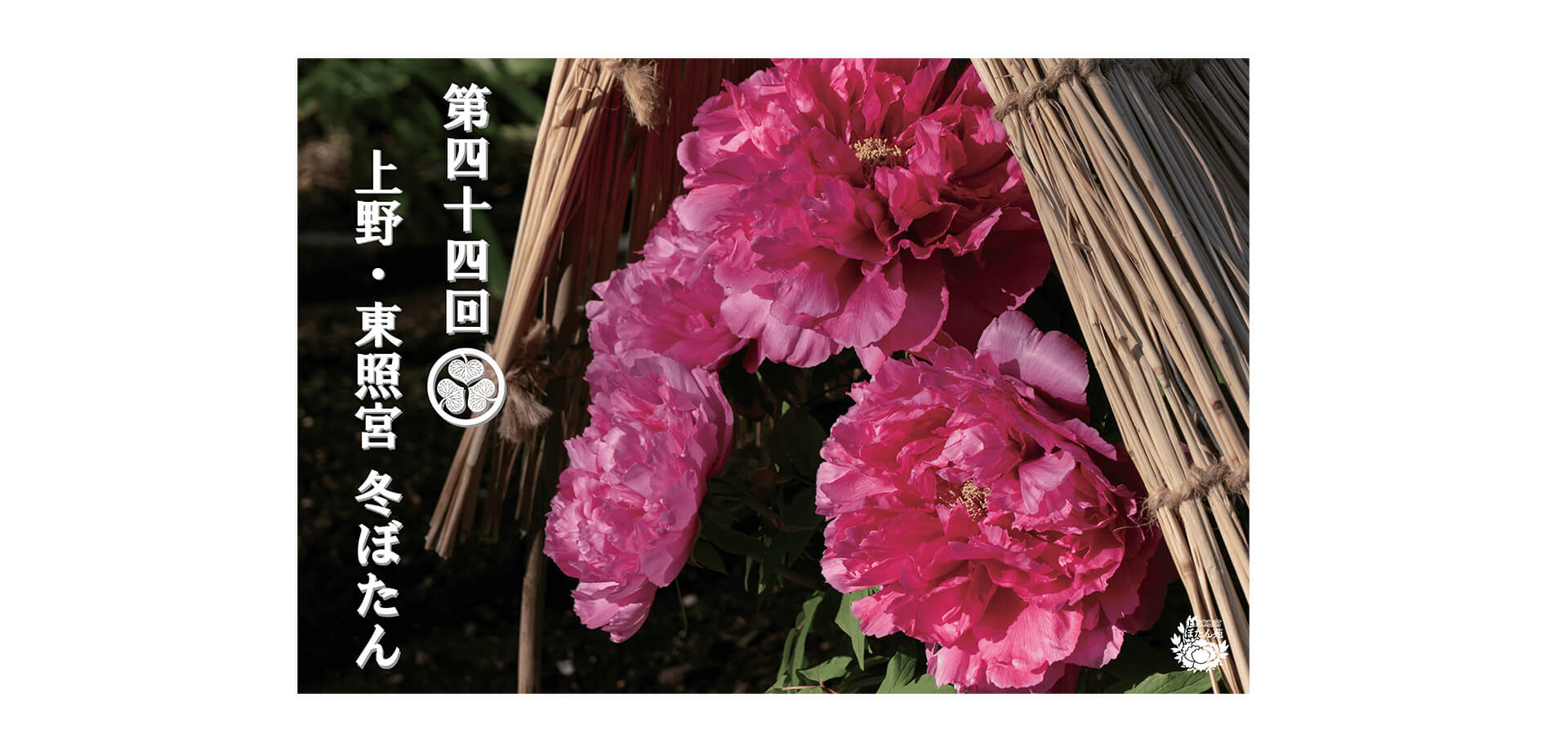 上野・東照宮 冬ぼたん バナー