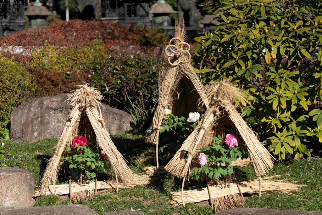 冬ぼたん観賞の装飾　飾り結び