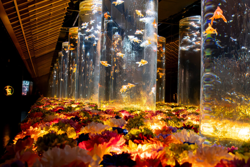 Flower Aquarium Gala ～金魚と花の彩展～　会場風景
