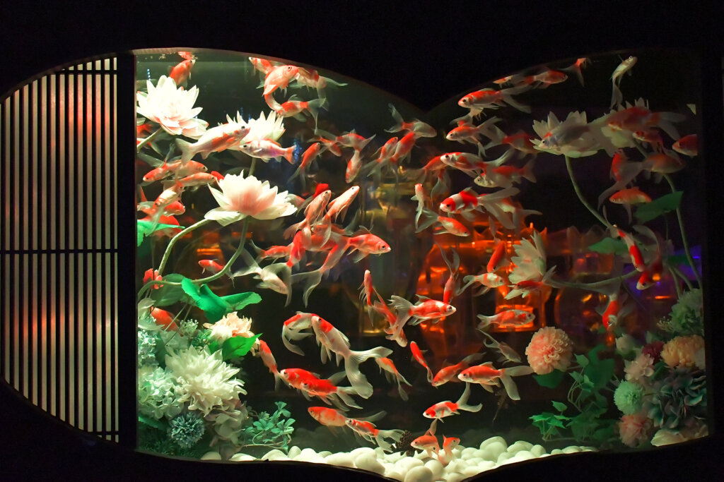 Flower Aquarium Gala ～金魚と花の彩展～　金魚と花が住む水槽