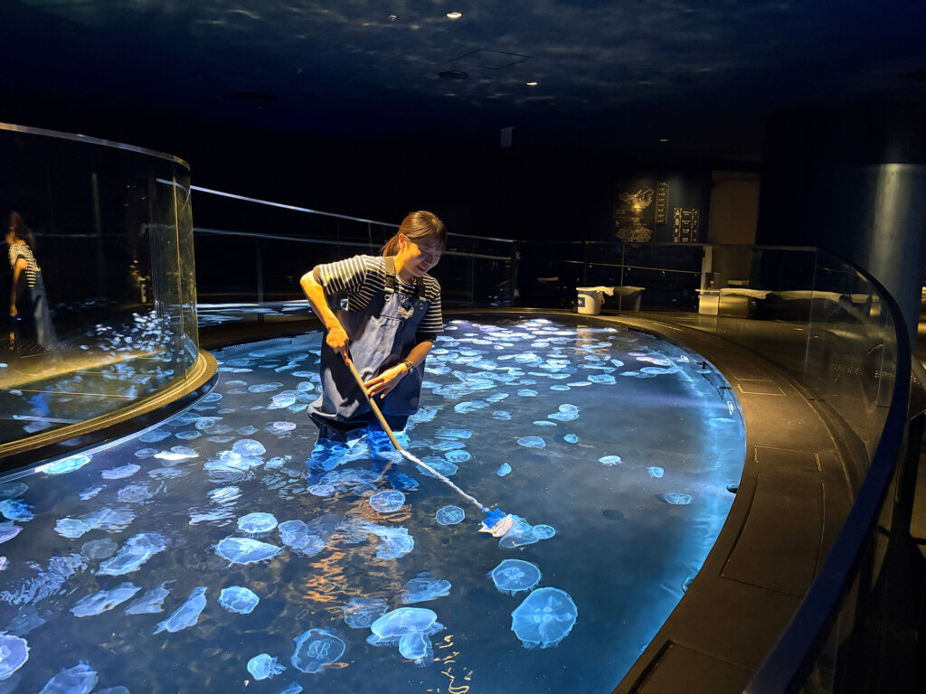 くらげ水槽を掃除するスタッフ