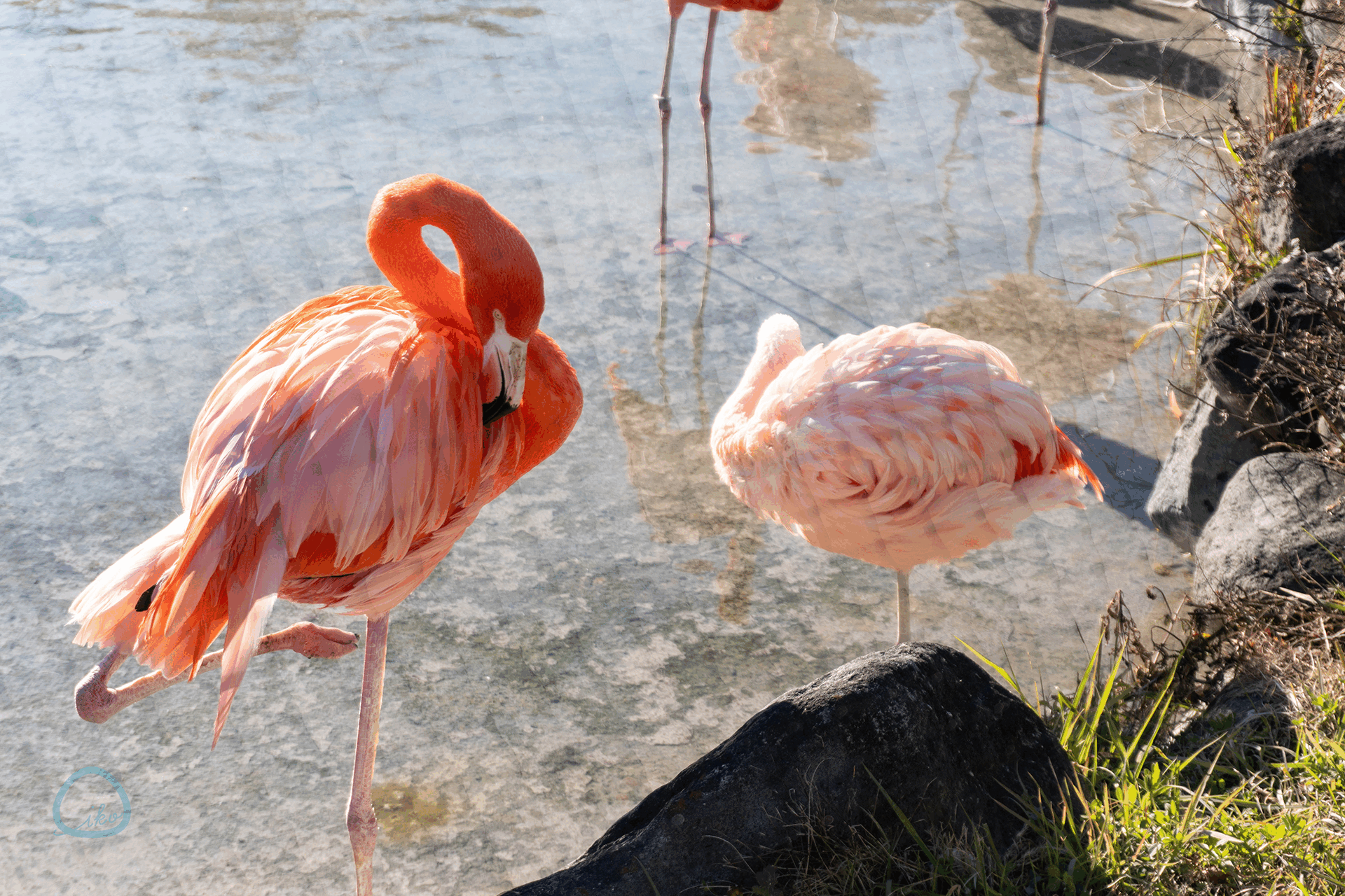 東武動物公園　フラミンゴ　象　ホワイトタイガー