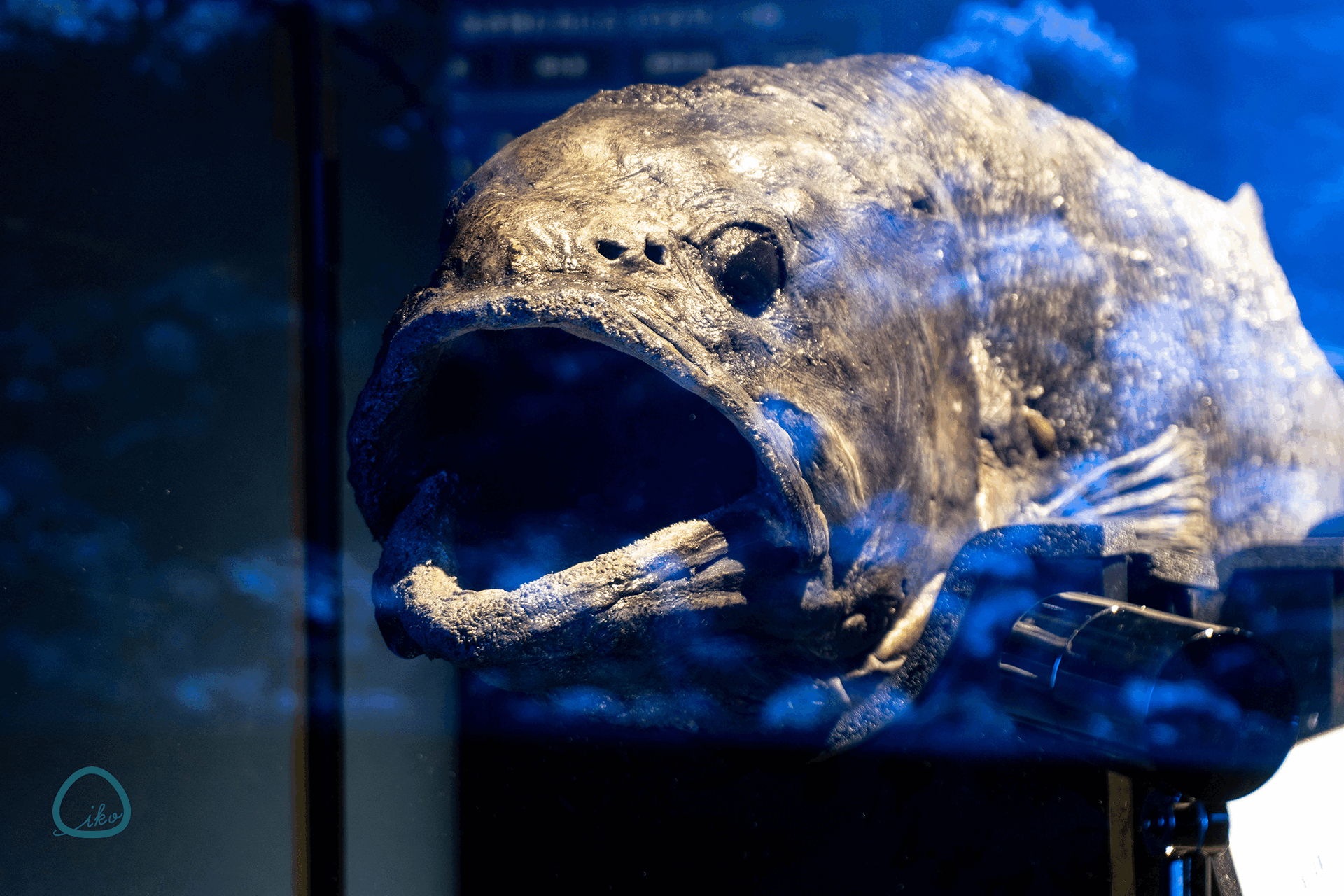 ヨコズナイワシ、オオグソクムシ