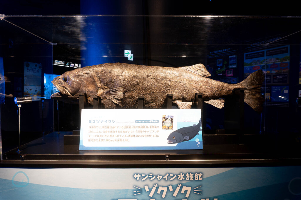 ヨコヅナイワシ