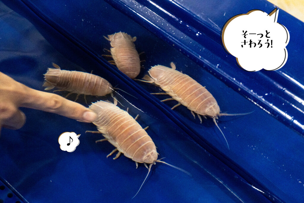 オオグソクムシに触る人