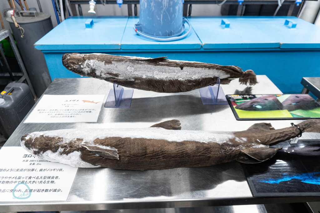 ユメザメの冷凍剥製