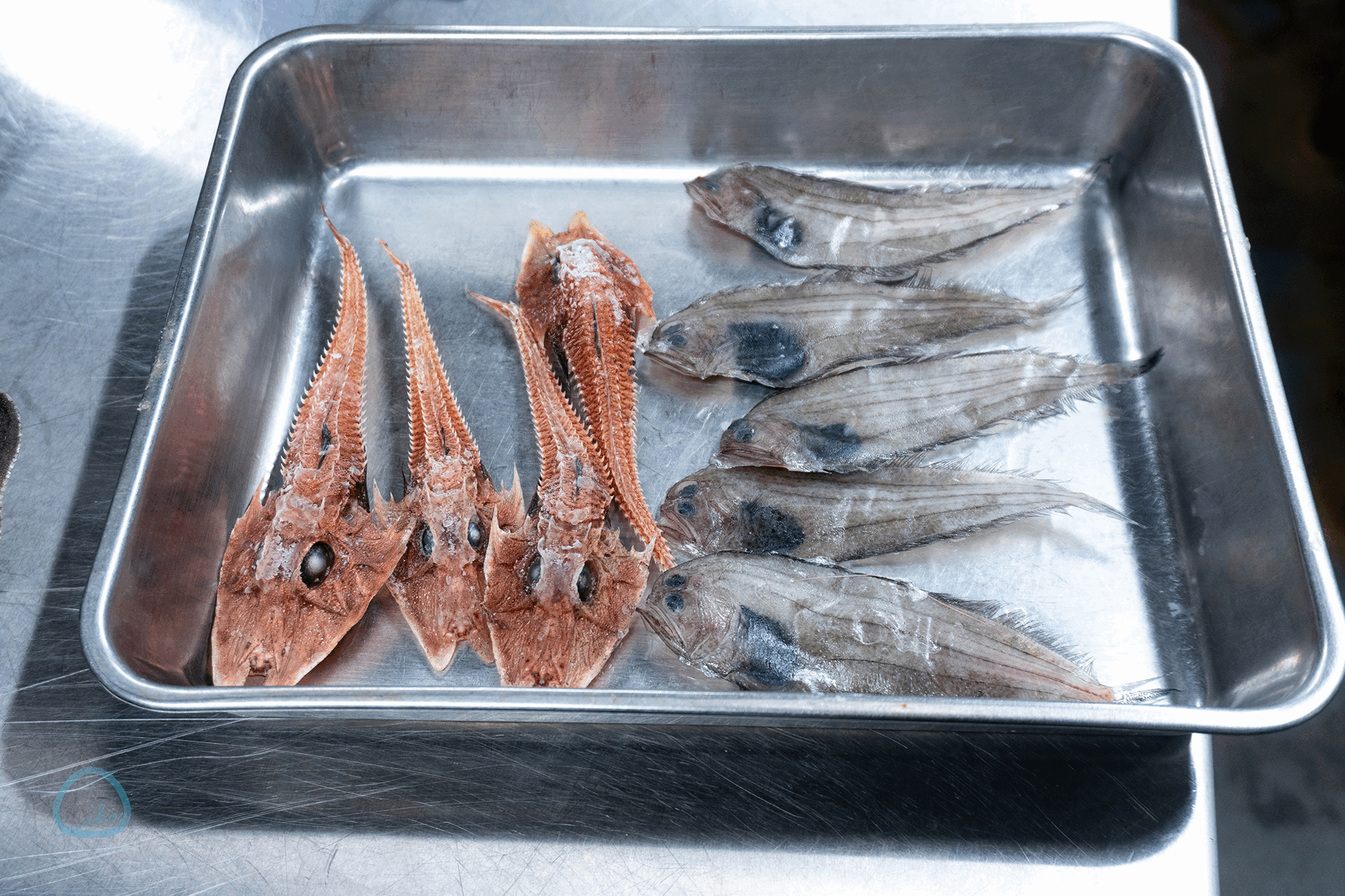 サンシャイン水族館　ゾクゾク深海生物 お触り風景