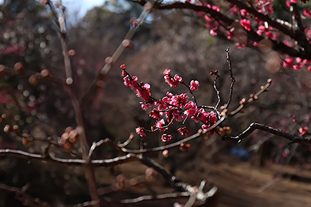 赤い梅の花