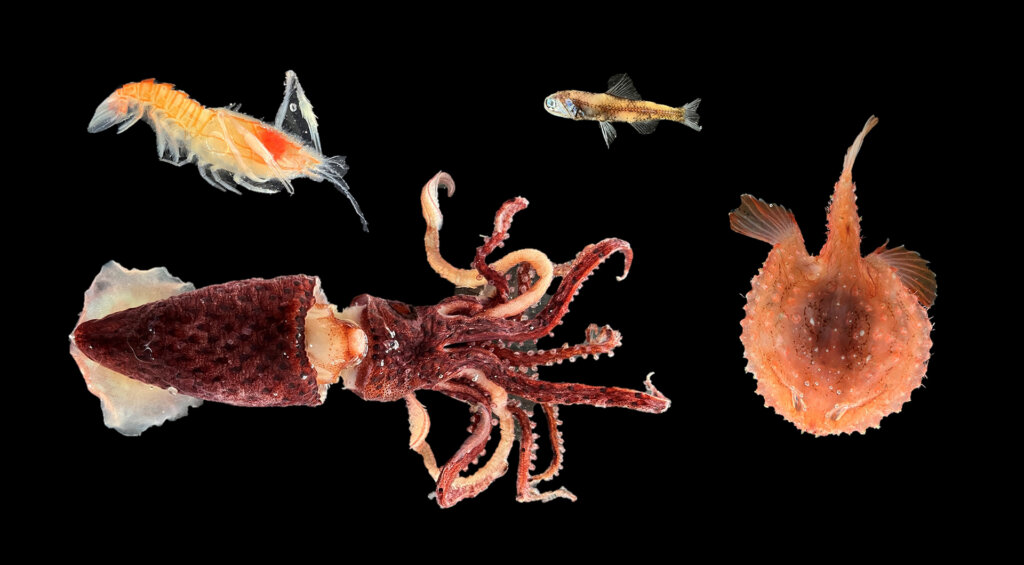 イカや小魚の色彩保存標本