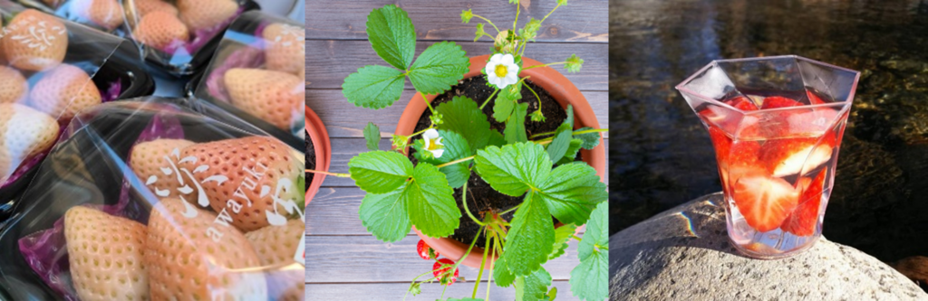 いちご　苺ゼリー