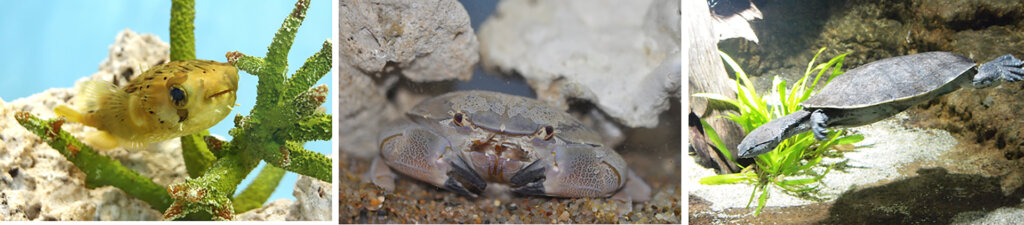 トラフグ、蟹、亀