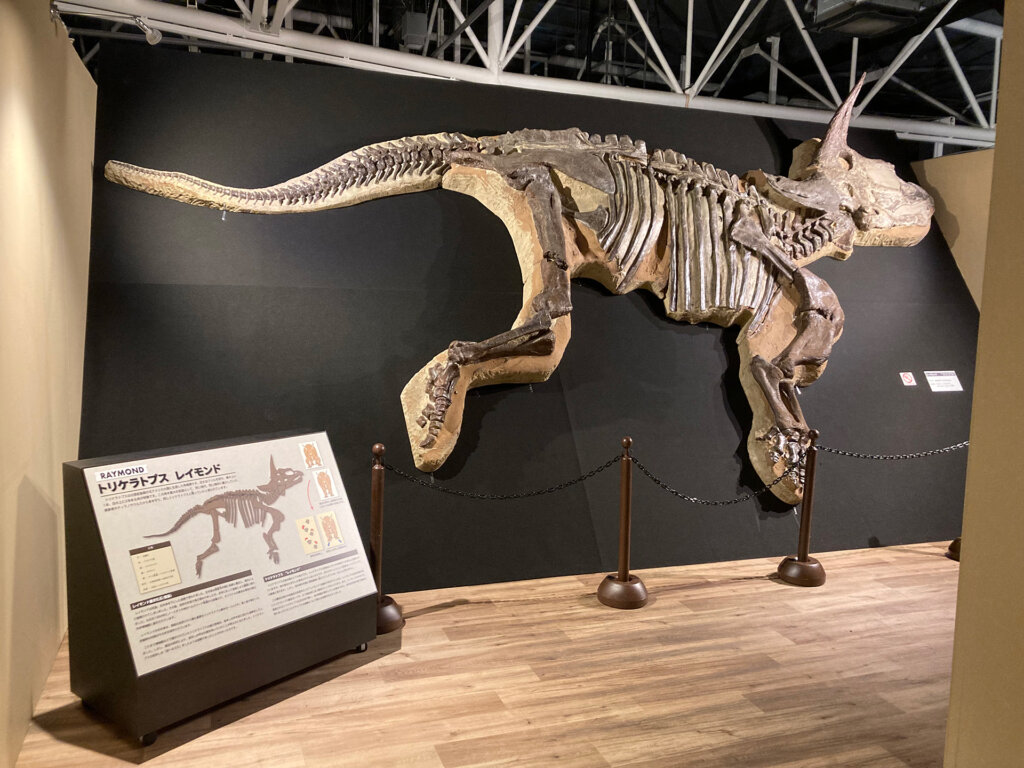 恐竜の骨格標本展示