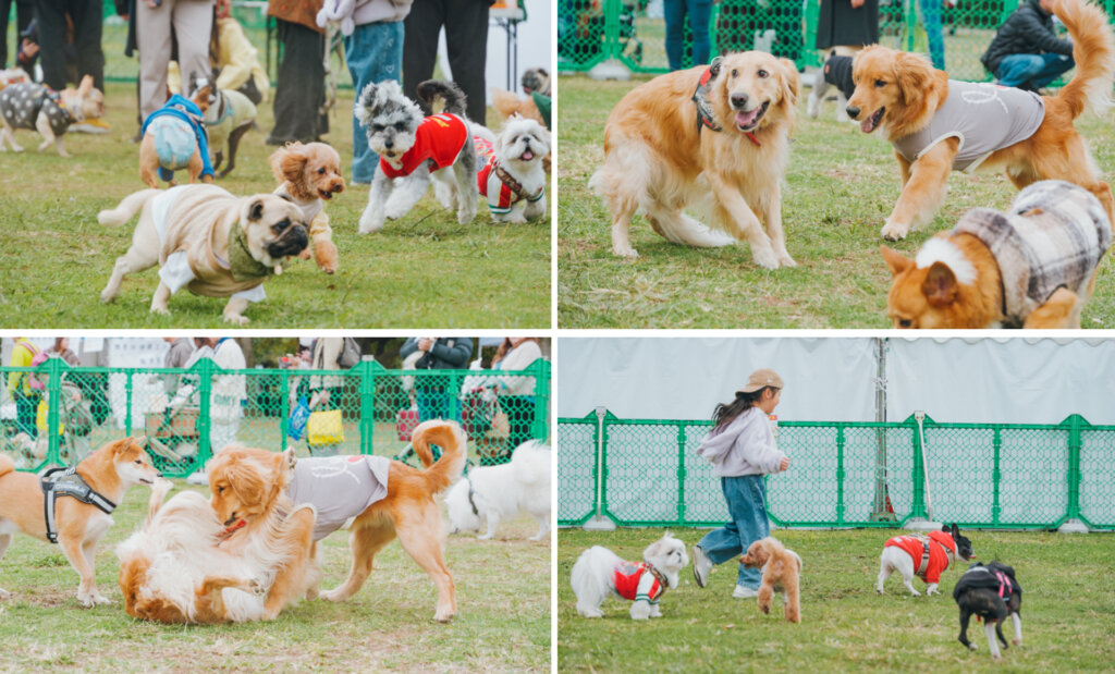 ドッグランで走る犬