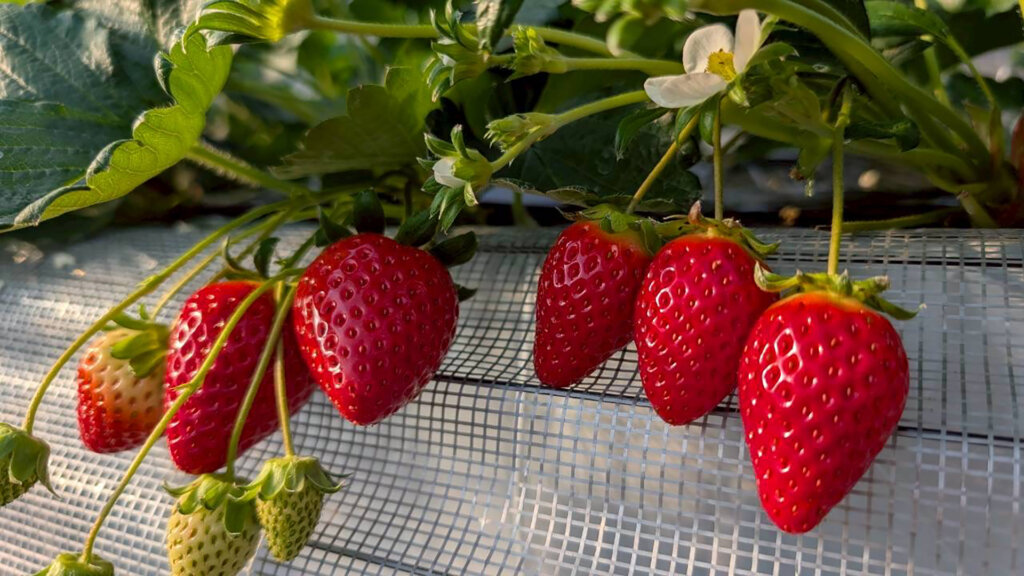 赤々と熟したいちご