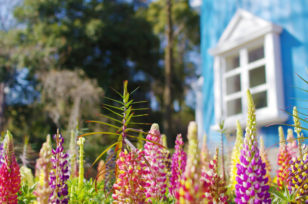 2,000本のルピナス