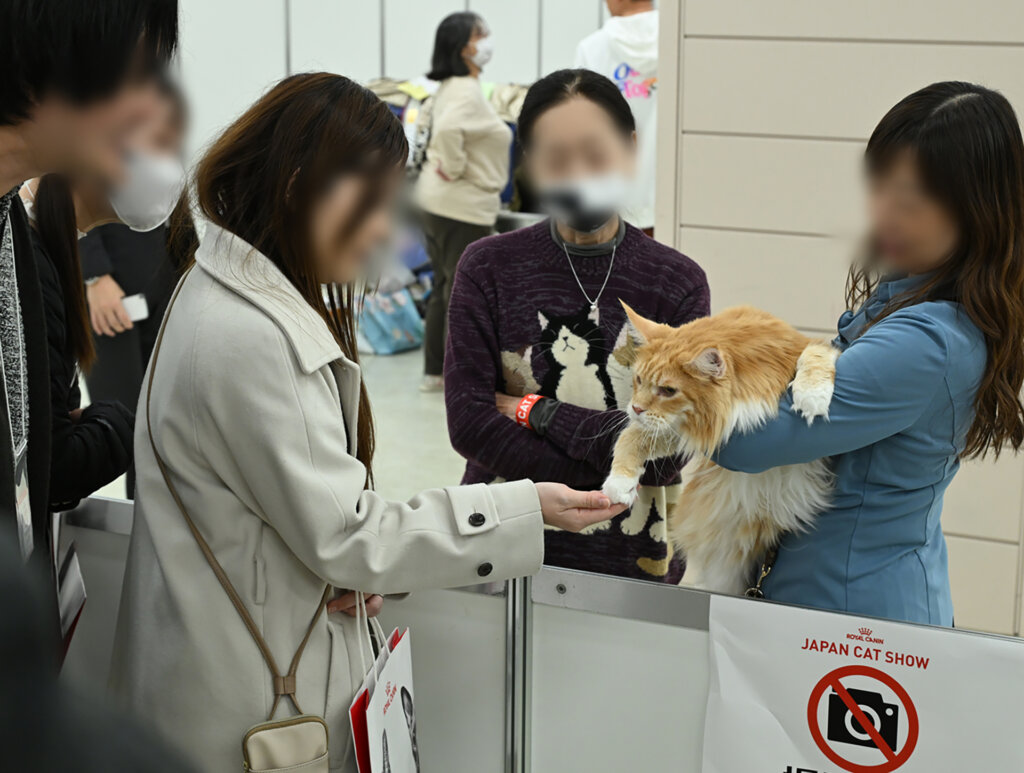 猫と女性の触れ合い