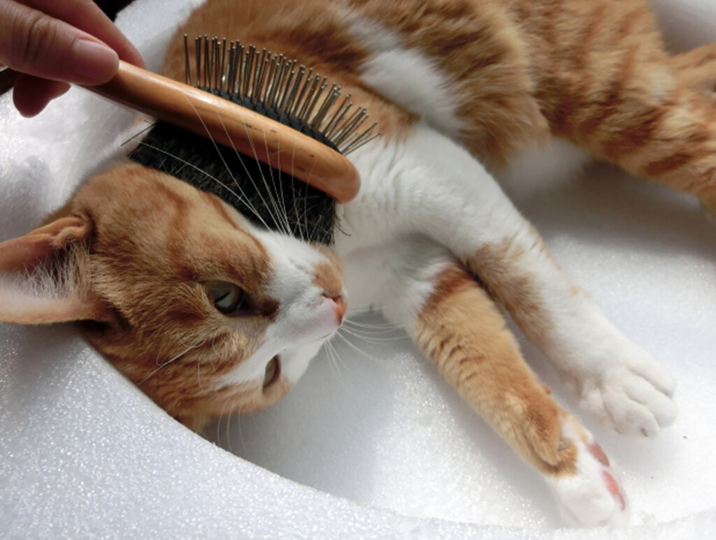 ブラッシングされる三毛猫