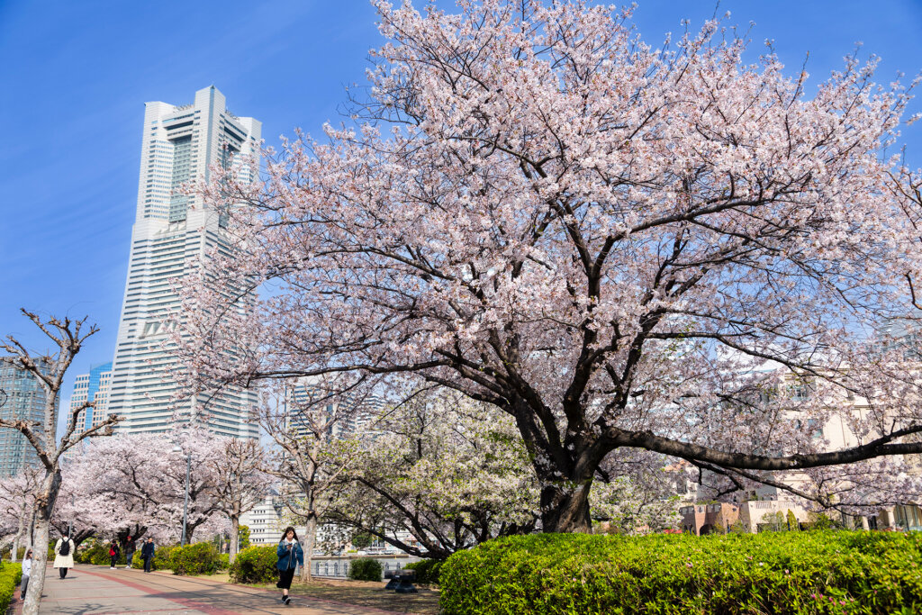 みなとみらいの桜並木