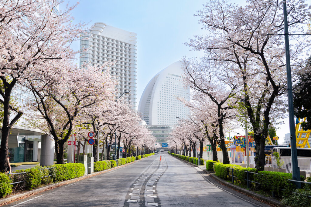 みなとみらいの桜並木