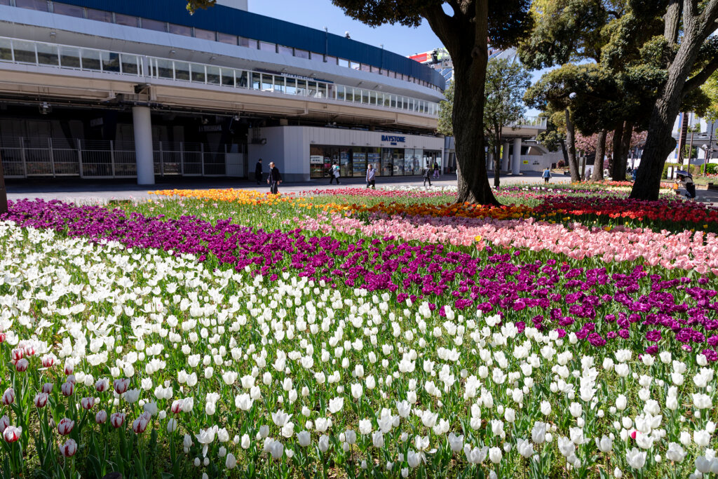 チューリップ畑