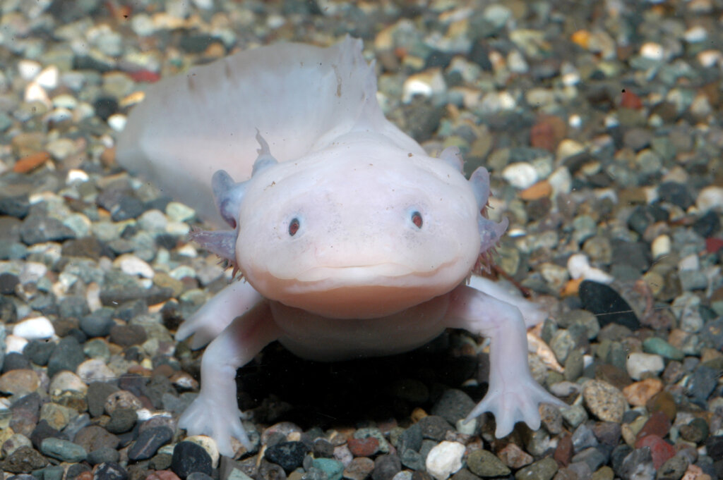 ウーパールーパー