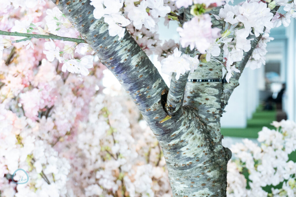 てんぼうパーク さくらまつり ソメイヨシノの幹