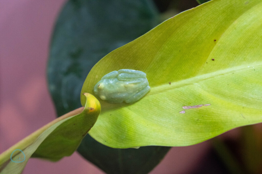 フライッシュマンアマガエルモドキ