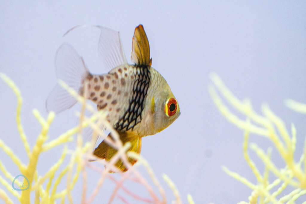 マンジュウイシモチ