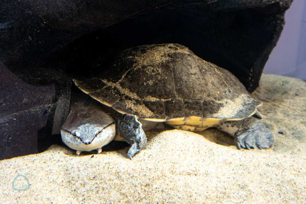 ヒラリーカエルガメ