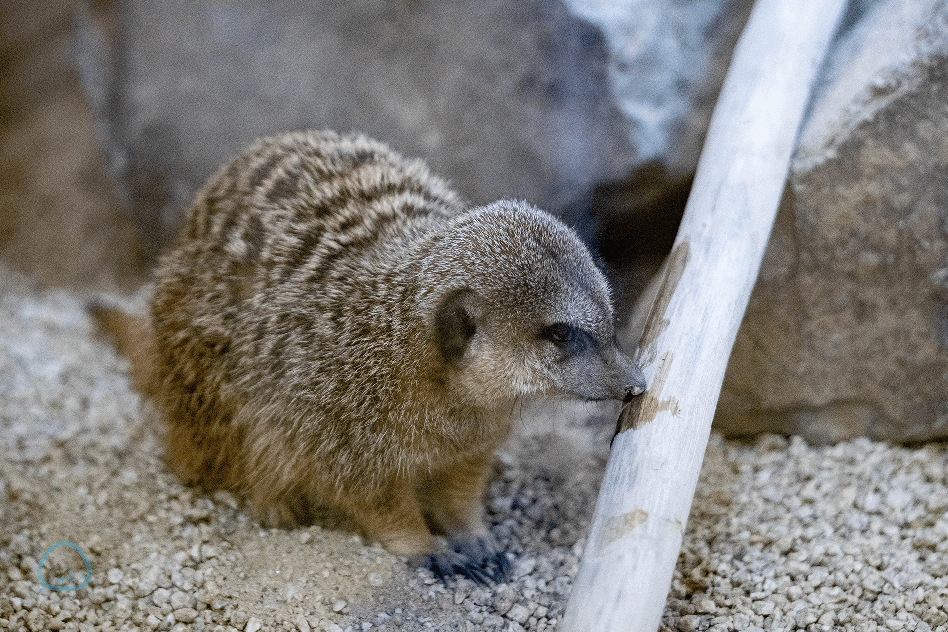 ミーアキャット