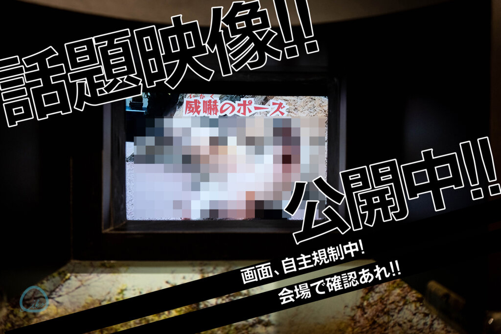 ミナミコアリクイ映像