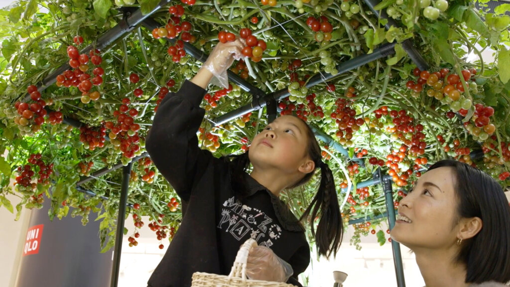 ミニトマト摘みを体験する親子
