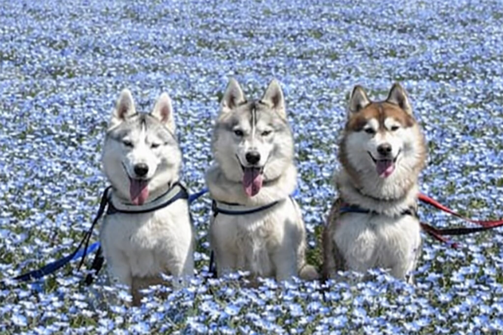 ネモフィラと犬