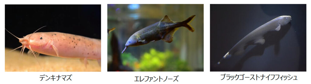ビリビリ展展示生き物 デンキナマズ、エレファントノーズ、ナイフフィッシュ