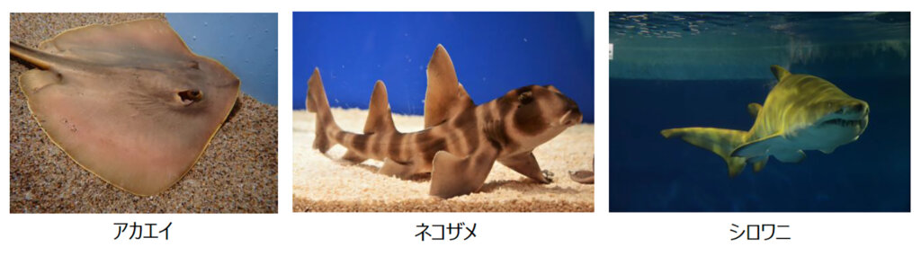 ビリビリ展 展示生き物 アカエイ ネコザメ シロワニ