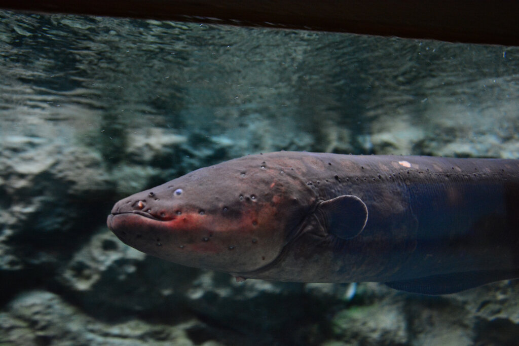 黒いデンキナマズ