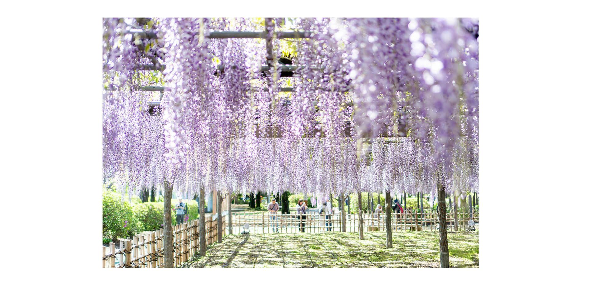 騎西藤まつり 藤