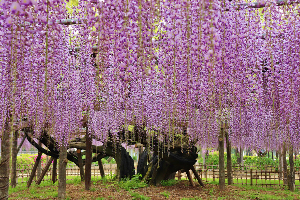 垂れ下がる藤の花