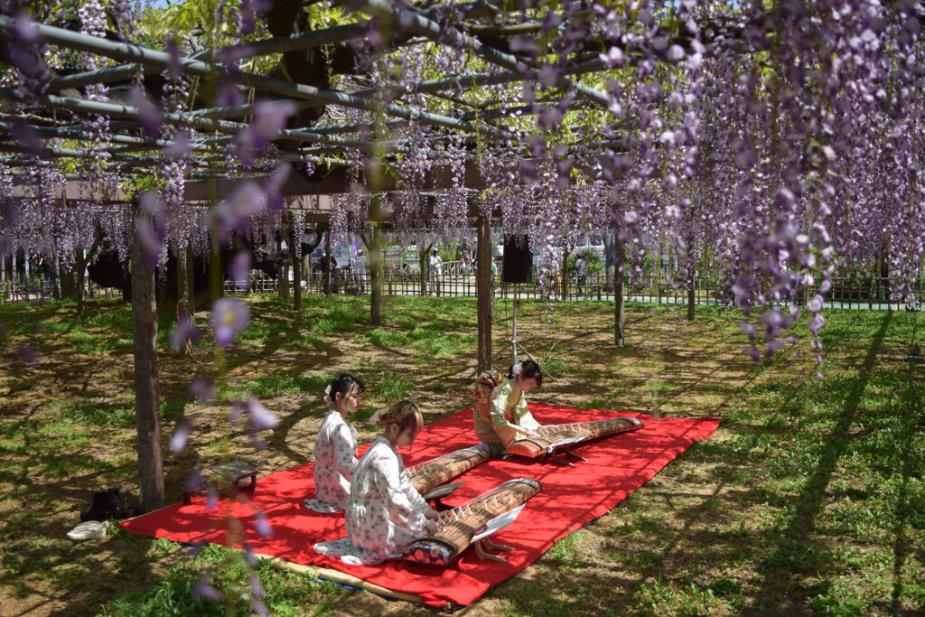 藤の花の下で琴を弾く和装の女性