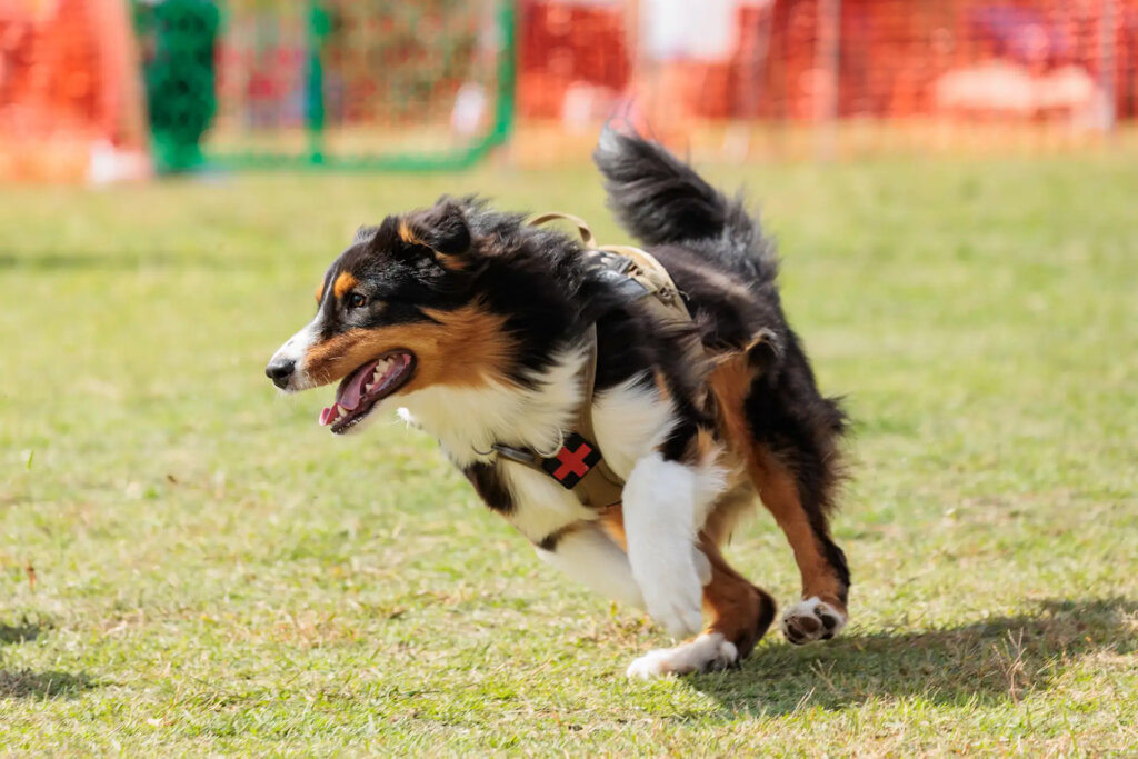 公園を走るコリー犬