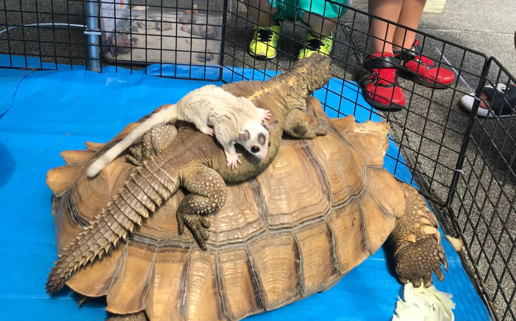 亀の上に乗るワニとモモンガ