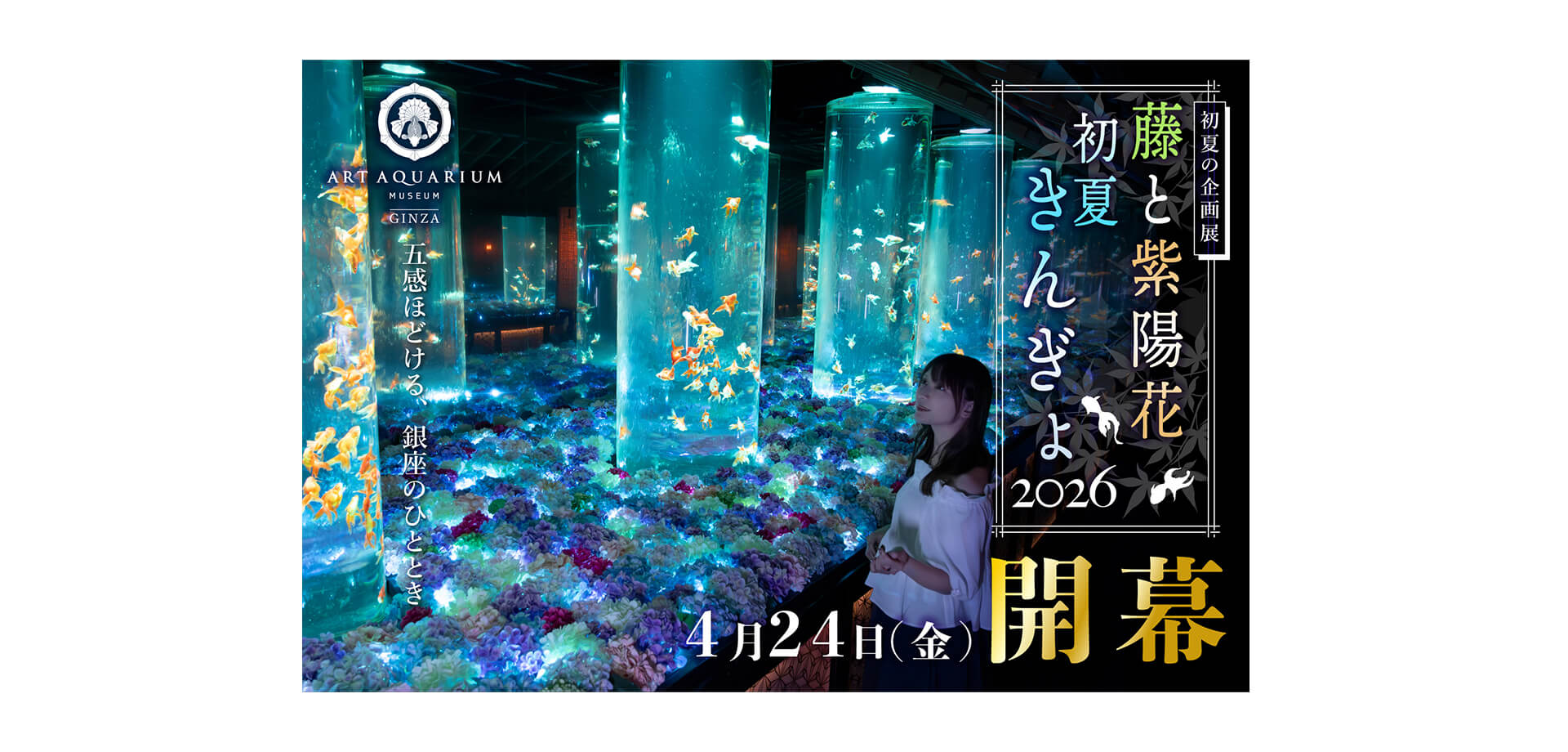 アートアクアリウム　藤と紫陽花 初夏きんぎょ　メインビジュアル