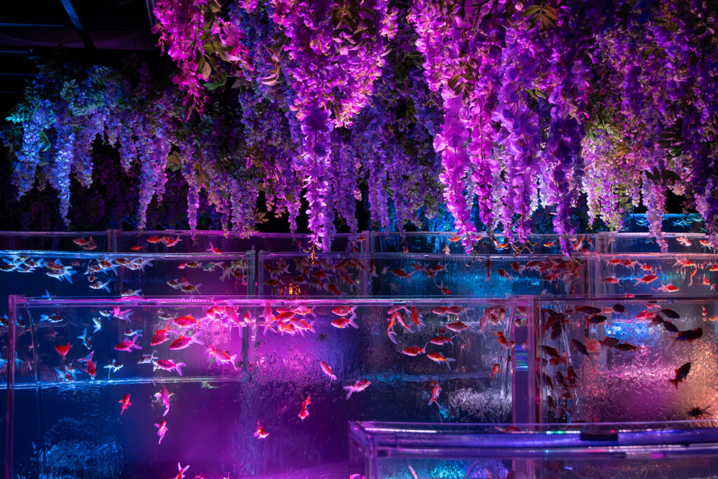 アートアクアリウム　藤棚と金魚の演出
